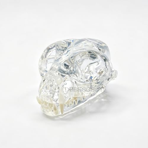 DEBKSGEOTI Clear Feline Skull Cat Dental Model Oral Teeth Model Pet Clinic Anatomical for Canine Veterinary Office Education Decoration Demonstrate (Cat Skull Model)