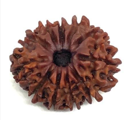 SRT Rudra 11 Mukhi Rudraksha Original Certified Nepali Gyarah Mukhi Rudraksha Oval Shape 11 Mukhi Rudraksh Nepal Brown Beads 11 Face Rudrakshaa Blessed by Lord Hanuman 11 Mukhis Rudrksha Pendant नेपाल 11 मुखी रुद्राक्ष