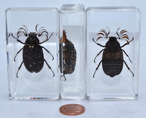 Image of 2.9 inch Real Pine Chafer Eyelash Beetle in Crystal Clear Lucite Resin Paperweight Specimen Preserved Polyphylla Fullo Insect Bug Taxidermy Crafts Collection for Biology Science Education Display Supplies