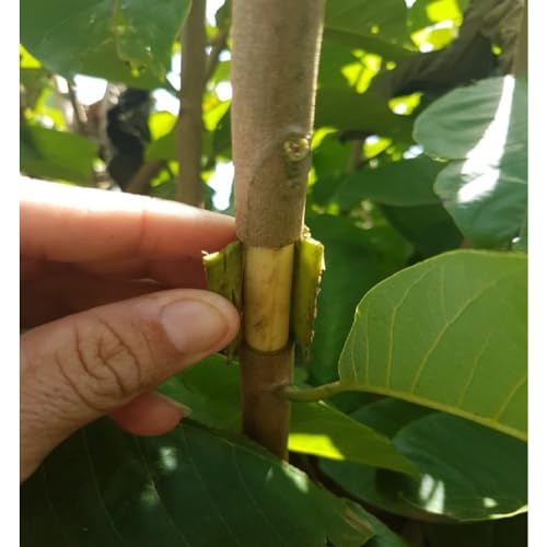 Kit 4 Peças Planta Cultivo Enraizamento Bola Enxerto Caixa Crescente Caixa de cultivo de raiz de pla