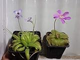 Vendiamo solo semi Portal Cool Pinguicula Sethi Moctezumae X 5 semi freschi Settembre 13 Anno.2018