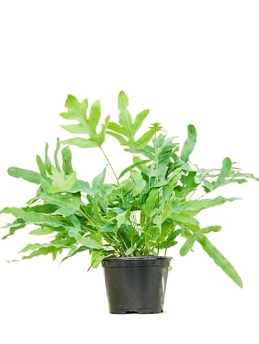 Helecho Estrella Azul Natural Planta Premium de Interior