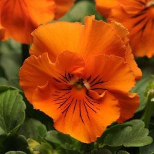 Outsidepride 100 Seeds Viola Pansy Frizzle Sizzle Orange Flower Seeds for Planting
