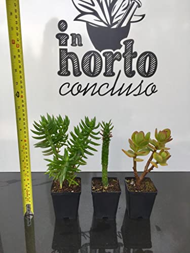 Tris di piante grasse e succulente: Crassula Ovata, Tetragona e Opuntia Subulata - coltivazione bio - età 2 anni - Image 4