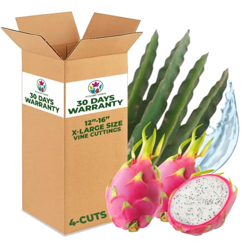 Rosand Farm - White Dragon Fruit Live Rooted Vine Cuttings | 12â€ to 16â€ Long | Self-Fertile | 4-Count of White Flesh Pitahaya or Hylocereus Undatus, Edible Tropical Fruit Plant