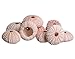 Sea Urchin |10 Pink Sea Urchin Shell |10 Pink Sea Urchin Shells for Craft and Decor | Nautical Crush Trading TM