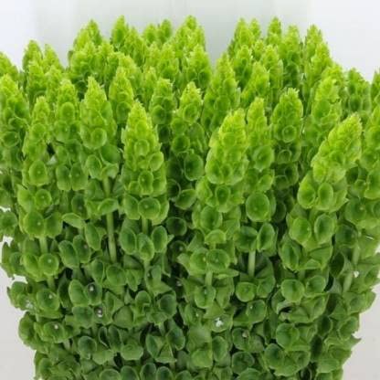 Golden Hills Farm Bells of Ireland 50-109 seeds (B0BQZZYC1F) Amazon Price History, Amazon Price Tracker