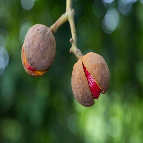 Cetechondra 565554, 20 braune Muskatnuss-Samen