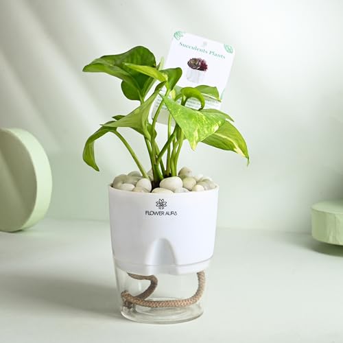 Image of FlowerAura Air Purify Live Indoor Green Money Plant In White Self Watering Pot With Manure For Living Room, Balcony, Home /Office Decor | Premium Gifting | Improving Air Quality | Reducing Stress