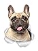 Winston & Bear - Adesivo da parete per cani con bulldog francese, confezione da 2 pezzi