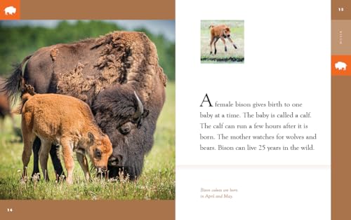 Bison (Amazing Animals)