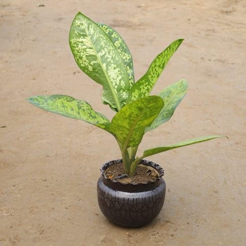 Bloomify Plants Agloanema Tiger In 8 Inch Black Designer Handi Ceramic Pot(Any Design)-image-12