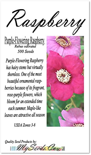 MySeeds.Co Big Pack Survival Flower Fruit Garden Seeds, Exotic Rare Non-GMO and Heirloom Variety Limited Quantity, You Choose The Color (Purple-Flowering Raspberry)
