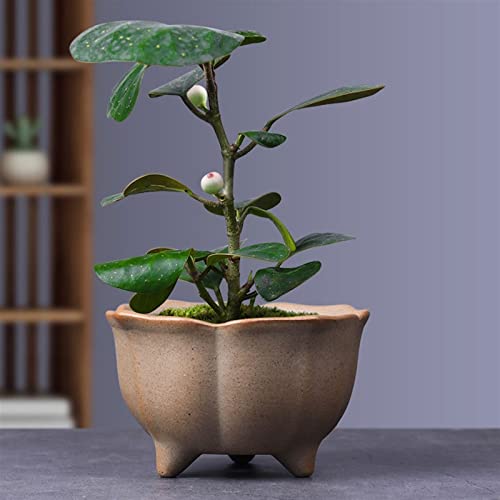 Pot pour plantes d'intérieur en céramique zen B - 5