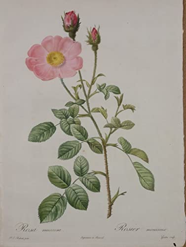 Art Tableau Rosa Muscosa toile 60x90cm créez un salon élégant et fleuri