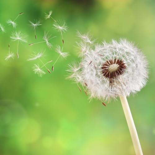 Planting Seeds of Peace (Rev. Stephanie Kaper-Dale)