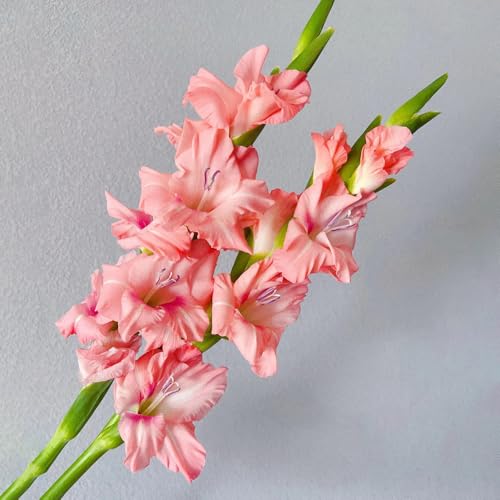 gladiolen zwiebeln winterhart - schmetterlinge züchten,winterharte stauden dauerblüher mini gewächshaus fensterbank,garten pflanzen winterharte balkon,schnellwachsende kletterpflanzen 20pcs