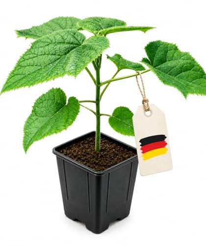 Paulownia Turbo Pro Kiribaum Blauglockenbaum Kaiserbaum schnellwachsend winterhart schattenspendend