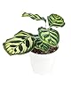 Calathea makoyana Peacock (4" Terracotta Pot) - Peacock Prayer Plant - Easy to Grow, Easy to Care Houseplant for Beginners - Live Healthy Colorful Foliage Houseplant for Home Office Decoration #1