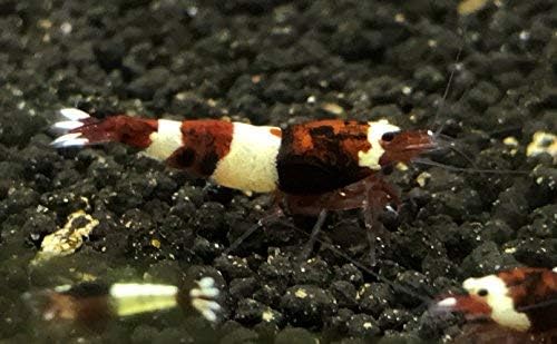 CIP 5 Red King Kong Taiwanese Bee (Caridina Cantonensis) Live Freshwater Shrimps ¼ to ½ inch