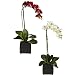 Nearly Natural 4757-S2 Phaleanopsis Orchid with Black Vase Decorative Silk Arrangement, Red and White, Set of 2