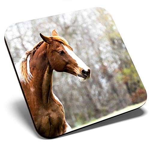 Great Single Coaster Square - Beautiful Brown Horse Equestrian Pony Glossy Quality Coasters  Tabletop Protection for Any Table Type 8759