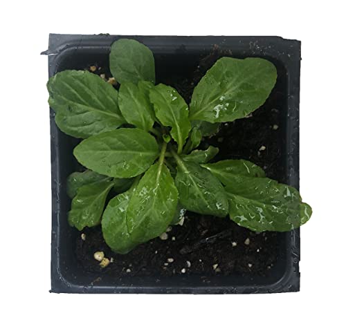 Cardinal Flower Plant (Lobelia cardinalis) 2.5 inch Pot - Thumbnail 5