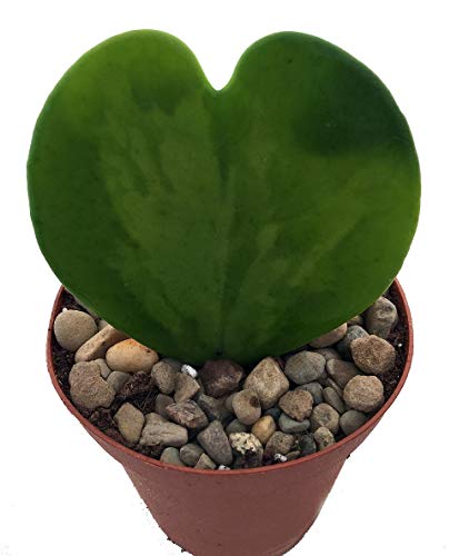 Amazing Sweetheart Waxplant - Hoya Kerri - Easy To Grow House Plant - 2" Pot #TOP1
