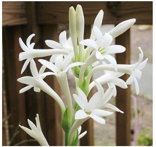 See full amazon price history chart for LiveNature Flower Bulbs |Tuberose/Rajnigandha Single Flower Bulbs For Home Gardening (10 Bulbs Pack) LiveNature Flower Bulbs |Tuberose/Rajnigandha Single Flower Bulbs For Home Gardening (10 Bulbs Pack) (B0D1HKFBC7) Amazon Price History, Amazon Price Tracker