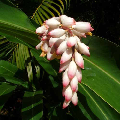 Alpinia zerumbet How to grow & care