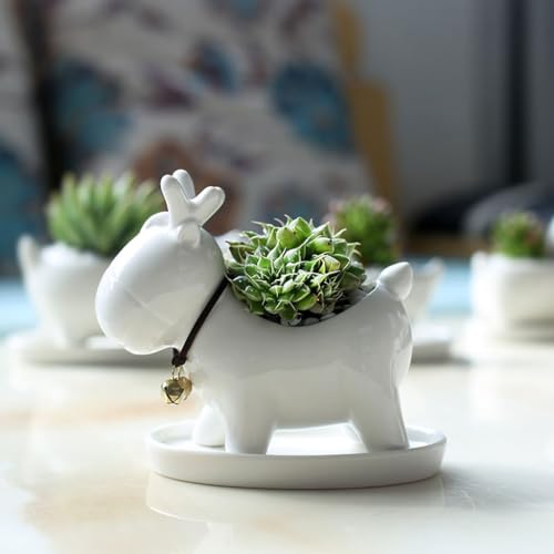 Pots de fleurs décoratifs en céramique pour succulentes