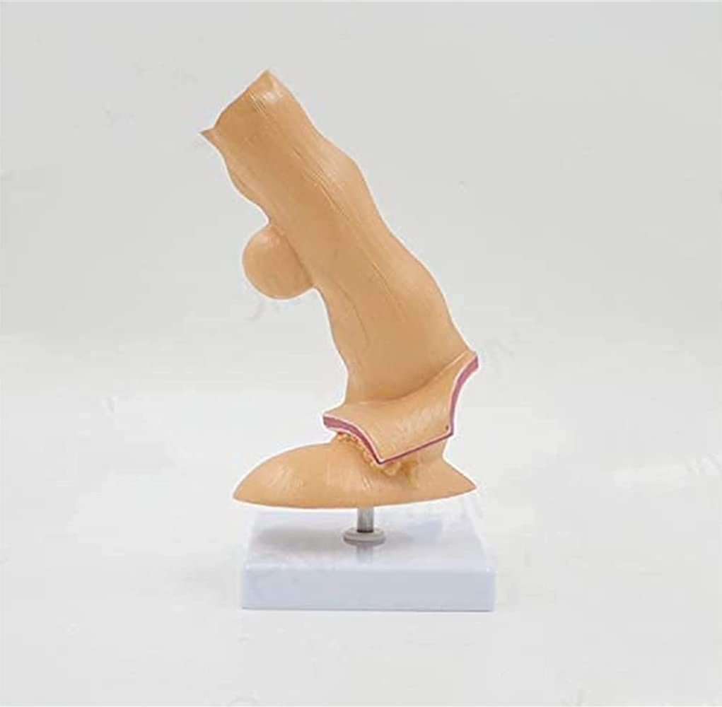 Modelo anatómico del esófago Humano, Departamento de anatomía médica del esófago y Modelo de digestivo para Obtener Ayuda con la capacitación médica, Equipos de Laboratorio.