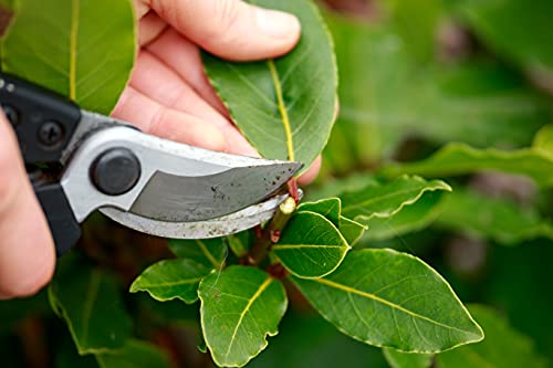 Bulkeez | Organic Bay Leaves | Certified Organic | Non GMO | Whole Bay Leaves | Origin France | 1oz - Thumbnail 4