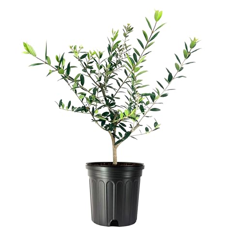Arbequina Olive Tree | 1 Live Gallon Size Pot | Grow Your Own Olives Indoors