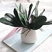 ASSR - 6 hojas artificiales de orquídeas falaenopsis, hojas de orquídeas de...