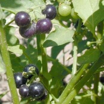 Chichiquelite Huckleberry - Grow Now or Store for Future Planting - Capsule of 30 Seeds