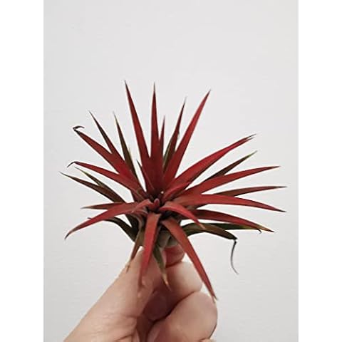 Hand Selected Tillandsia Ionantha Rubra Air Plant thumbnail
