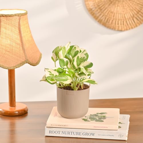 Image of Ugaoo Combo of 4 Live Indoor Plants with ibiza Pots (mocca) - Jade Plant, Syngonium White Butterfly, Syngonium Pink Neon, Money Plant N Joy | Ideal for Home Decor & Office