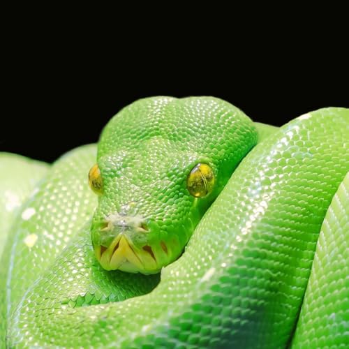 Python Security with Seth Larson Podcast Por  arte de portada