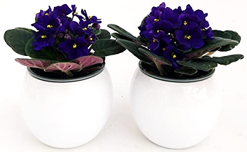 POWERS TO FLOWERS - SAINTPAULIA BLU, 2 PIANTE VASO CERAMICA SFERICO BIANCO, VIOLETTA AFRICANA, pianta vera