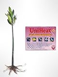Generic AquaGardens | Red Mangrove - Live Plant (Small + Heat Pack for Cold Weather Shipping), Green