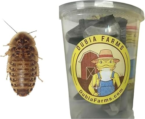 100 Medium Live Dubia Roaches in Container Live Reptile Food for Bearded Dragons Turtles Lizards Frogs & Toads Feeder Insects