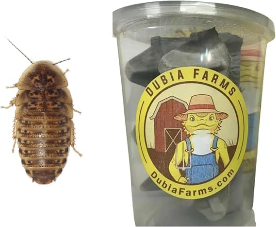 100 Medium Live Dubia Roaches