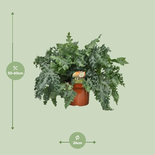 Phlebodium Davana plante d'intérieur grand format vert persistant pot Ø26cm - 3