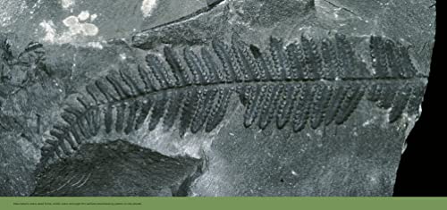 Fossils: Identification Guide (Identification Guides) - Image 4