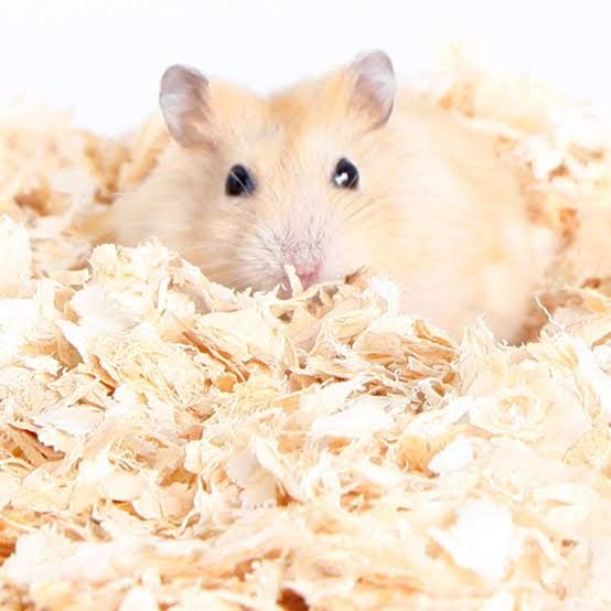 RKV Wood Shavings Bedding All Small Animals/Suitable for Hamster, Rabbit,Guinea Pigs (1kg) (B09LMT9TLR) Amazon Price History, Amazon Price Tracker