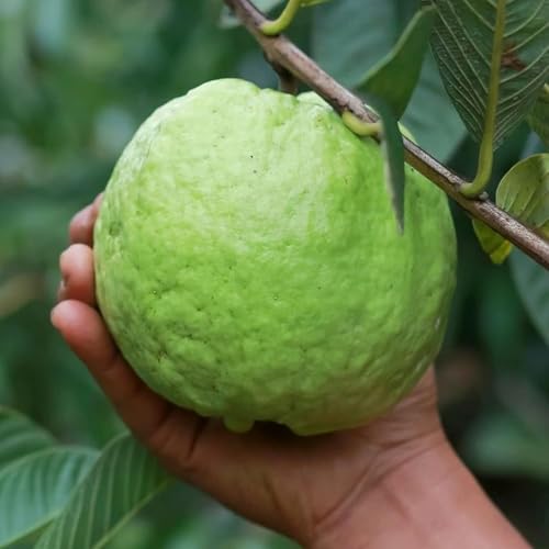 Image of Guava, Amrud, Amrood, Madhuri Aam, Psidium Guava Seed for Farming, Gardening (100g)