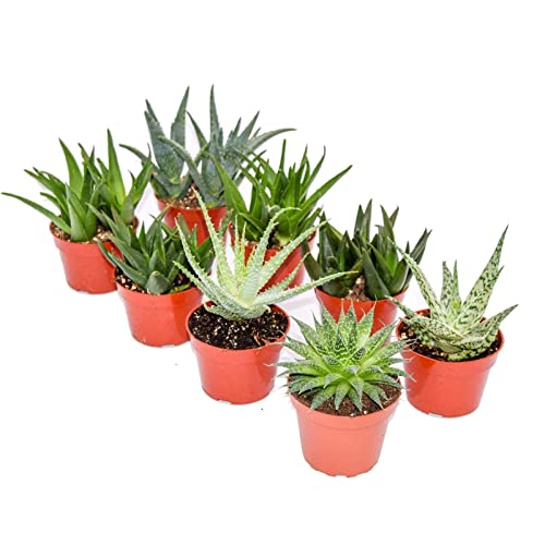 Carbeth Plants Aloe Vera 6 Plant Mix in 5.5cm Pots - Easy Care Succulent Indoor Houseplant Set for Home Office or Windowsill - Air Purifying & Low Maintenance