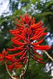 20 Kaffir Coral Tree Seeds for Planting