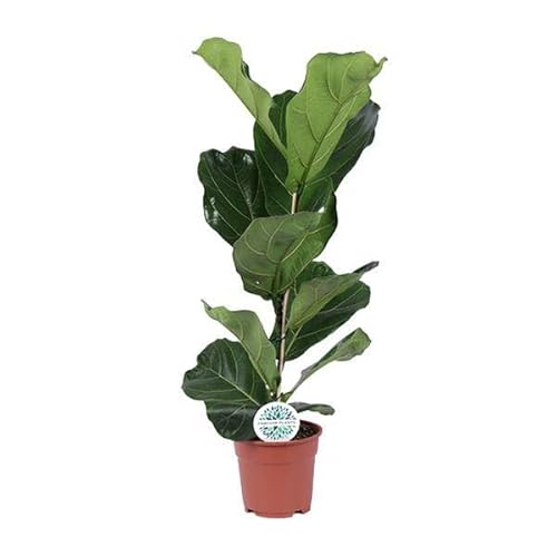 Fico per violino – Ficus Lyrata – Pianta d'appartamento – Ø 17 cm – 60 cm